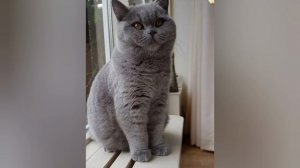 эдитс котами