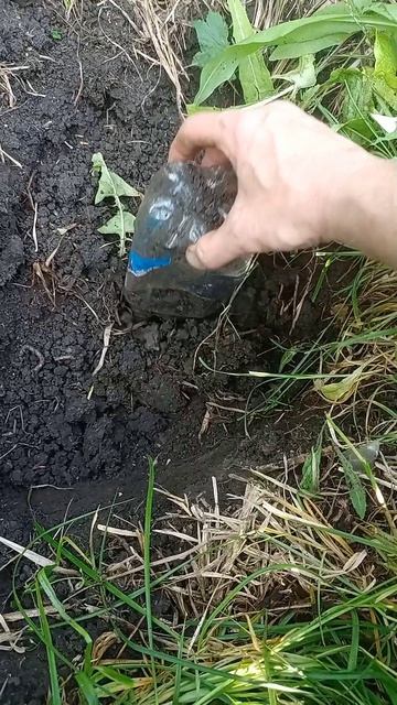 Забыл выкопать виноград весной
