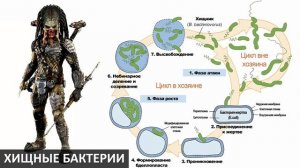 Алексей Водовозов: Сага об антибиотиках