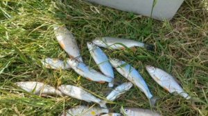 Сегодня немного порыбачил в свободное окошко времени на пикер🎣 Прикормка Стерля Лещ (Шоколад).