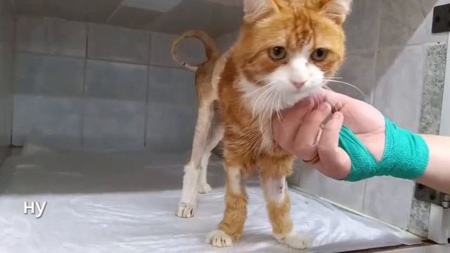 Кот Рокфор вернулся в наш стационар из ветклиники
