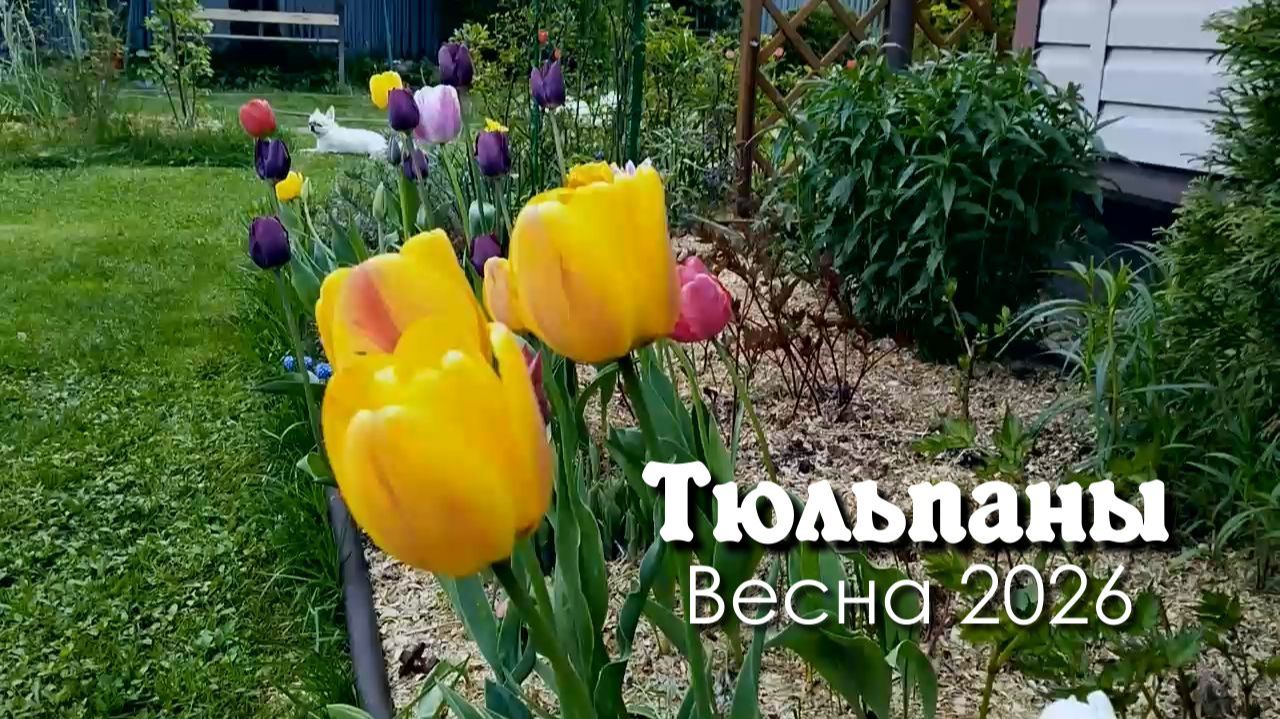 Тюльпаны — украшение весны.