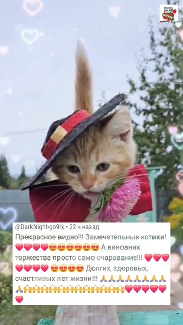 Рыжуля-прыжуля после Днюхи Всех своих Любимых Зрителей начал Любить ещё Сильней 🎂💝😻🥰⚘️ #котик