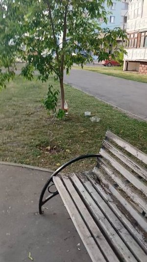 Любители голубей!