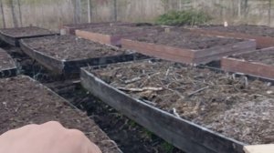 Секретная подкормка в лунку при посадке картошки 🤫🥔