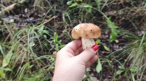 Засуха!Сбор грибов!