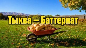 Тыква Баттернат: идеальная для огорода и сада