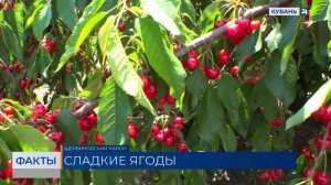 На Кубани стартовал сбор черешни, цены на ягоду начали снижаться