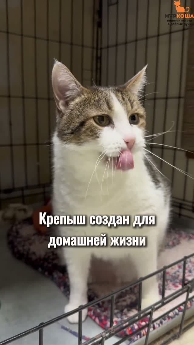 Крепыш ждёт вас в приюте #Муркоша