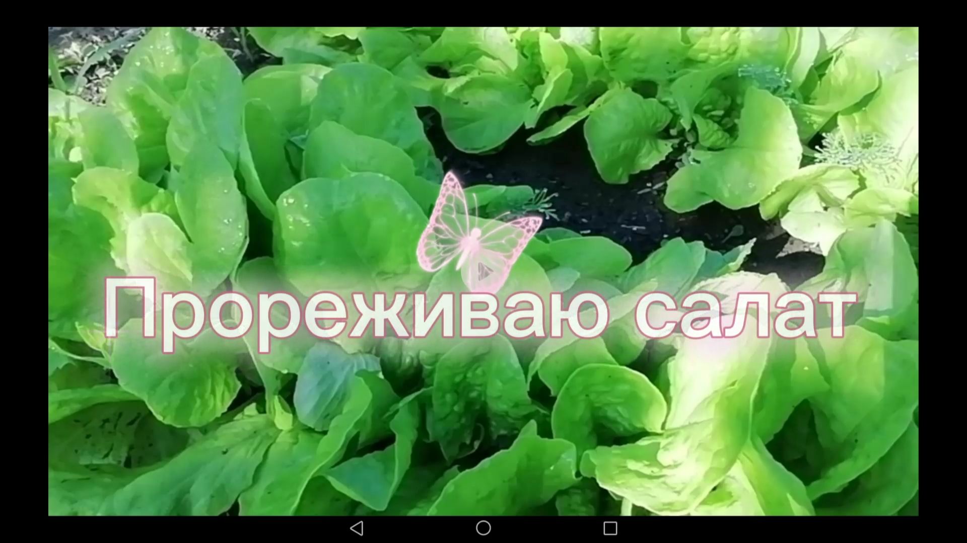 Прореживаю салат - все в дело, все в еду