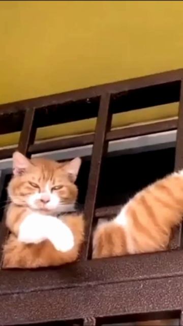 Заставка для видео Важный рыжий кот № 591