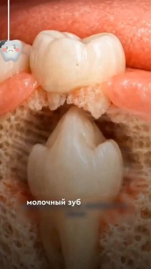 Рост зубов