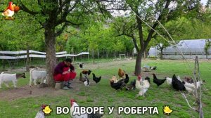 Содержание кур в домашних условиях и других птиц во дворе у Роберта 🐣🐤🦆🐔🪿🦃 (521)