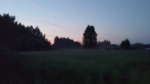 птичий гомон со всех сторон в 3 часа ночи