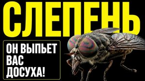 СЛЕПЕНЬ - КРОВОПИЙЦА, КОТОРОГО ВЫ НЕДООЦЕНИВАЕТЕ  (Грань Непознанного)