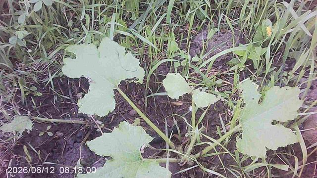 Обзор и полив нашего шестого кабачкового растения сорта Зебра