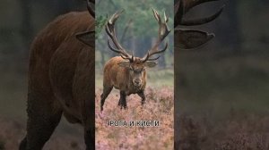 РОГА И КОПЫТА. Аудиорассказ. Читает Нелля Хуснетдинова