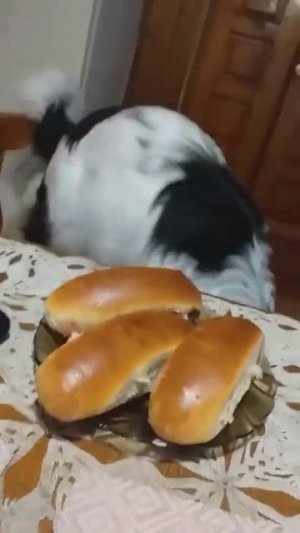 Вкусные булочки...))) #como #собака #животныешляйх #like #юмор #суперсобака #like4like #животные