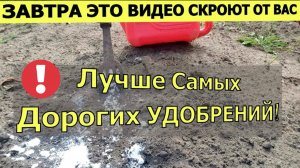 Я в ШОКЕ! Просыпте этим землю для обильного урожая всего!
