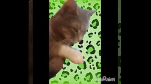 Супер Кошка Карамелька