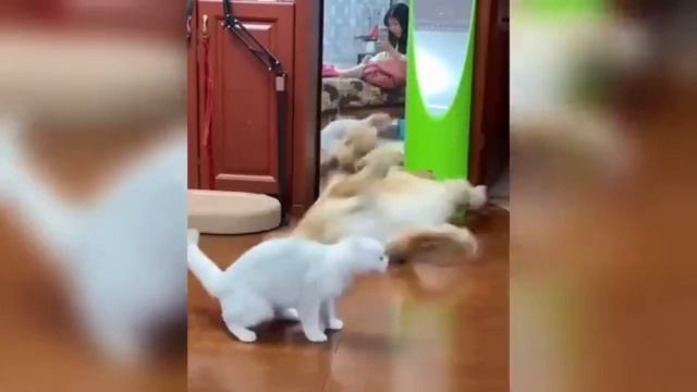 Смешные моменты с кошками и собаками🐱🐶 смотреть онлайн