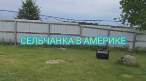 Сельчанка в Америке ИСКАЛА ЦЕЛЫЙ ВЕЧЕР И НЕ НАШЛА