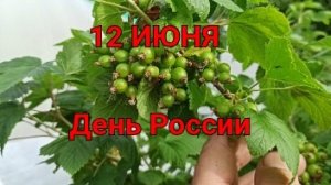 Начало дня в огороде. С Днем России, друзья!!!