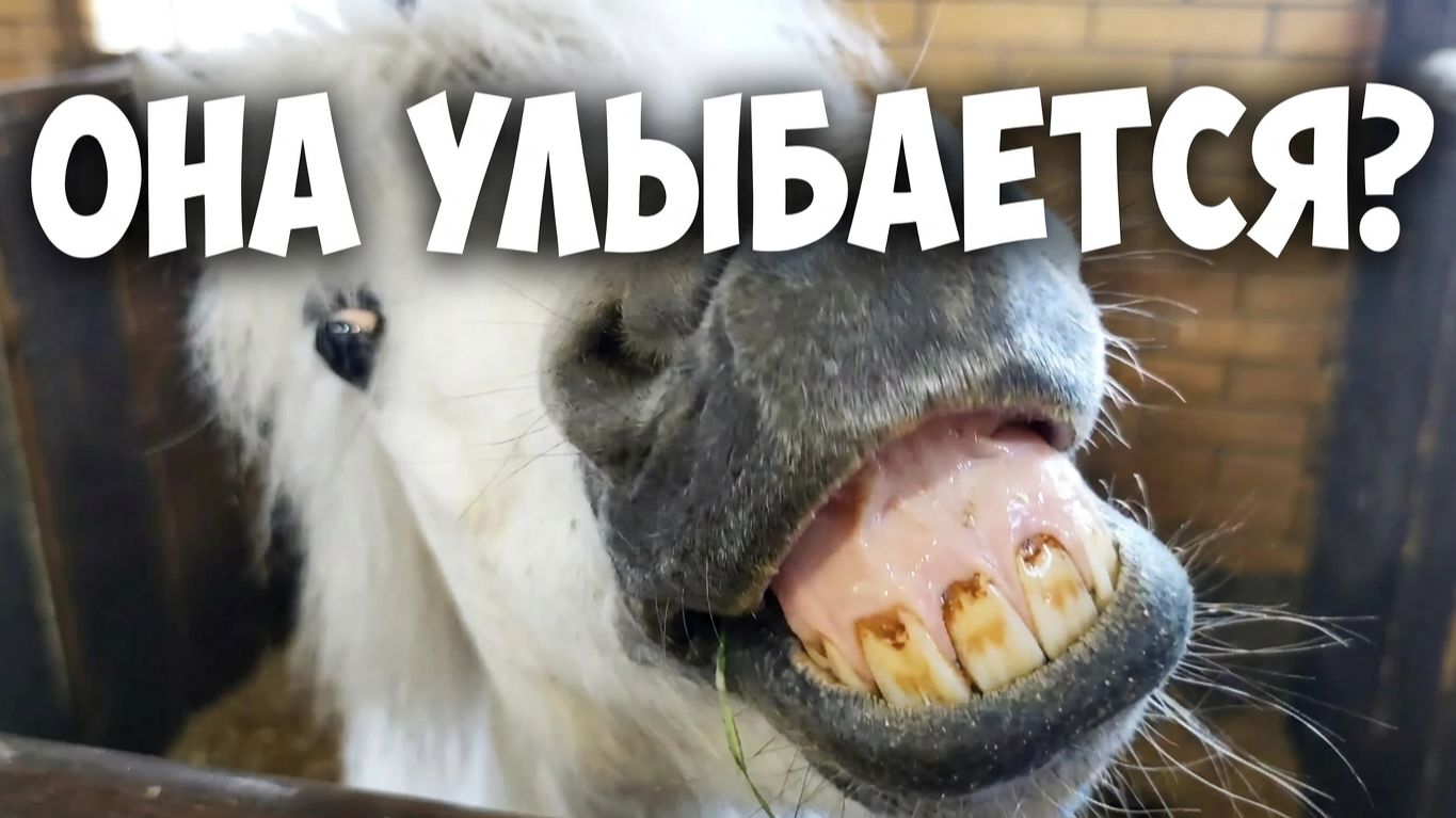 САМАЯ МИЛАЯ ЛОШАДКА 🥰 | Смешные животные Беларуси