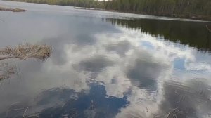 Нашёл в лесу могильник дикого зверя. Ремонт таёжной избы.