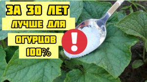 1 ложка в Июне и огурцы, томаты, перцы вмиг пойдут в рост