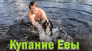 Купание Евы собачки бернского зенненхунда на реке Воронеж.
