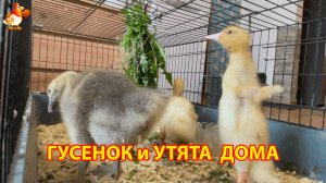 Гусёнок и два утёнка сейчас дома, потому что на улице слишком холодно (3)
