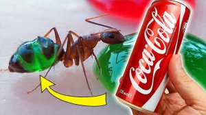 Что если дать муравьям Кока-Колу, Пиво, Red Bull и Молоко