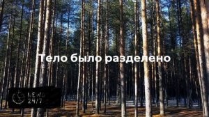 Мать скормила новорожденного ребенка собакам в Чехии