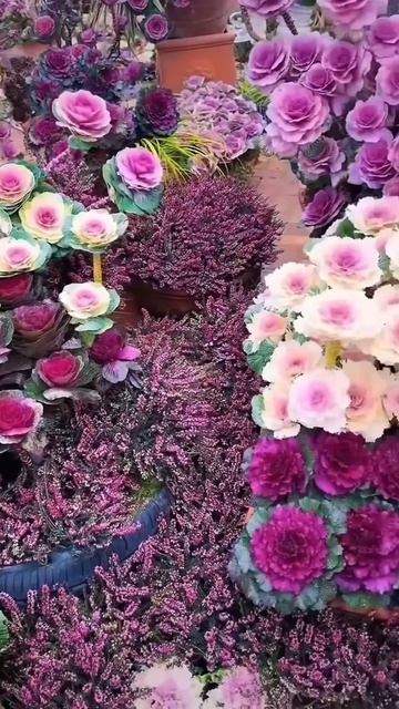 Прекрасные садовые цветы.