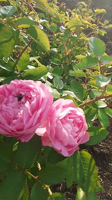 РОЗОВЫЙ ВЕЧЕР 🌹🌹🌹