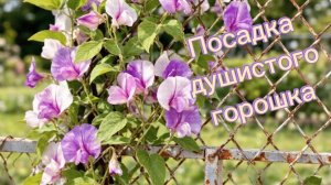 Посадка душистого горошка.