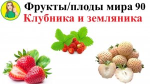 Фрукты – плоды мира 90 – Земляника и Клубника Сыроедение Фрукторианство