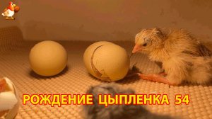 Вылупление цыпленка из яйца в инкубаторе версия 54