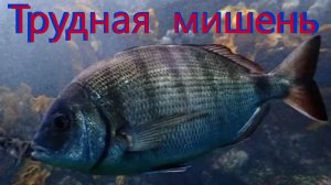 Добыть зубаря! #Подводная охота
