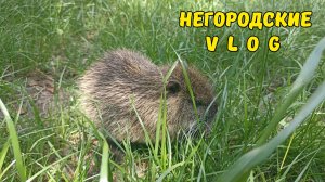 Наши выходные дни и будни в СЕЛЕ. 7 - 9.06.26