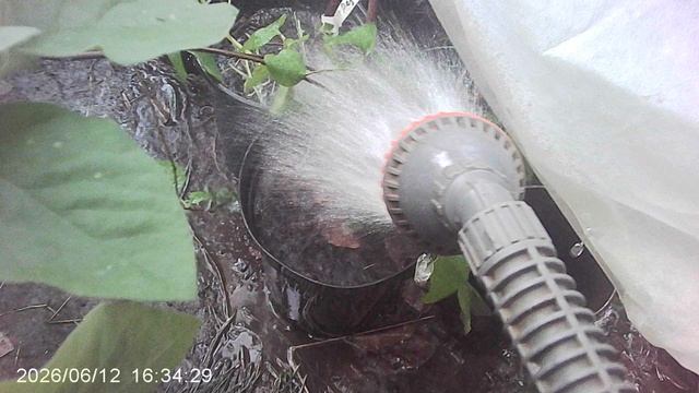 Несу свой крест - помогаю маме - поливаю растения