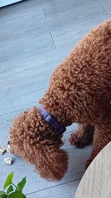 Обед Пини, продолжение смотреть онлайн