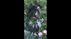 Вечером Дача 11.06.26г