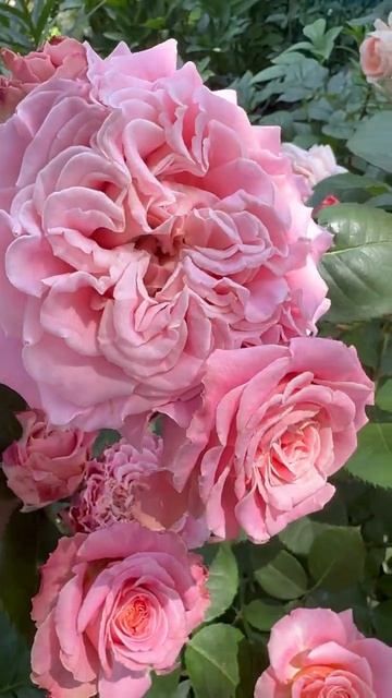 Эшли🌸в южном саду 🌸лучшая🌿