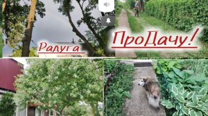 На даче стрижка забора, грибы в бане, радуга!