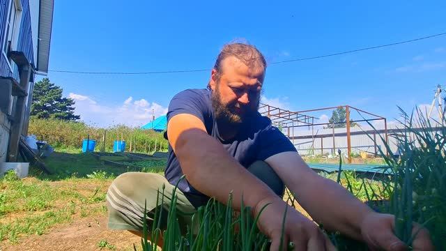 Не разгибая спины на Даче летом О том какой нужен труд чтобы добиться БОГАТОГО УРОЖАЯ смотреть онлайн