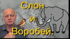 Слон_и_Воробей