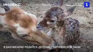 В парке Бахчисарая родился детёныш европейской лани