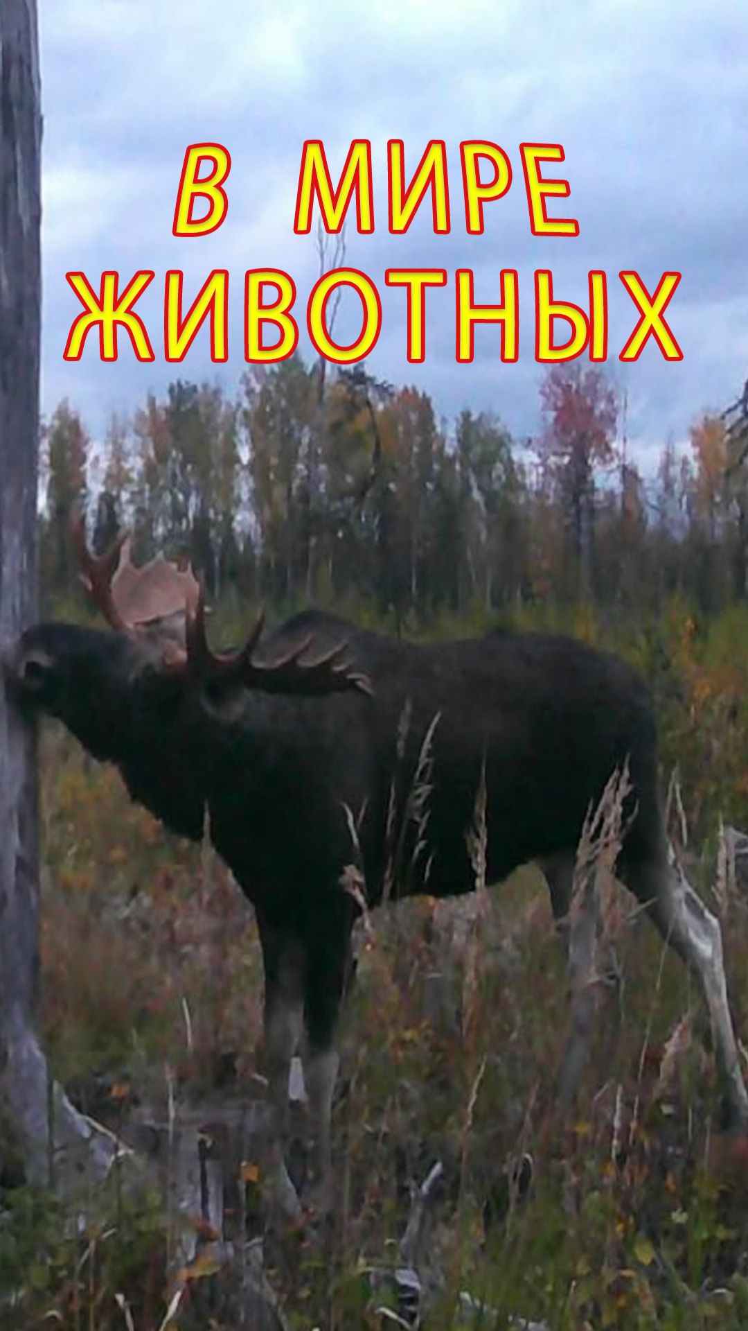 Вот это рога! 9 отростков — лось явно в форме. Ну как вам?